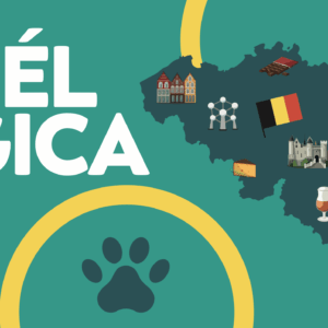 Junior Suite - Bélgica